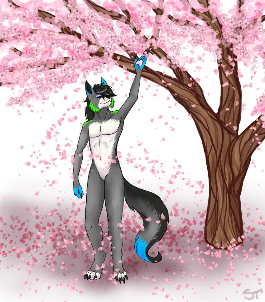 anthro black_claws black_hair black_nose black_sclera blue_eyes blue_markings cherry_blossom claws featureless_crotch flower front_view fur green_markings grey_body grey_fur hair male markings mouth_closed navel nude pawpads pecs pink_pawpads plant prunus_(flower) solo standing white_body white_fur tiggybloom nashville_(lovemysoultodeath) canid mammal hi_res