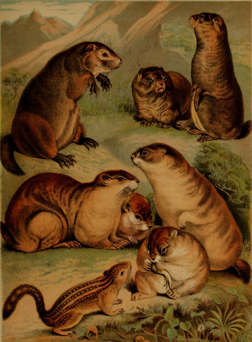 ambiguous_gender claws feral fur group paws plant quadruped tail whiskers hugh_craig public_domain ground_squirrel mammal marmot prairie_dog rodent sciurid 1897 19th_century absurd_res ancient_art hi_res traditional_media_(artwork)