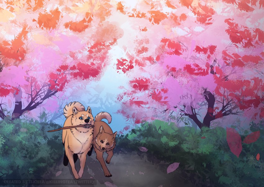 cherry_blossom duo feral flower fur park plant playing prunus_(flower) running simple_background teeth killingtea akita akita_inu canid canine canis domestic_dog mammal shiba_inu spitz digital_media_(artwork)