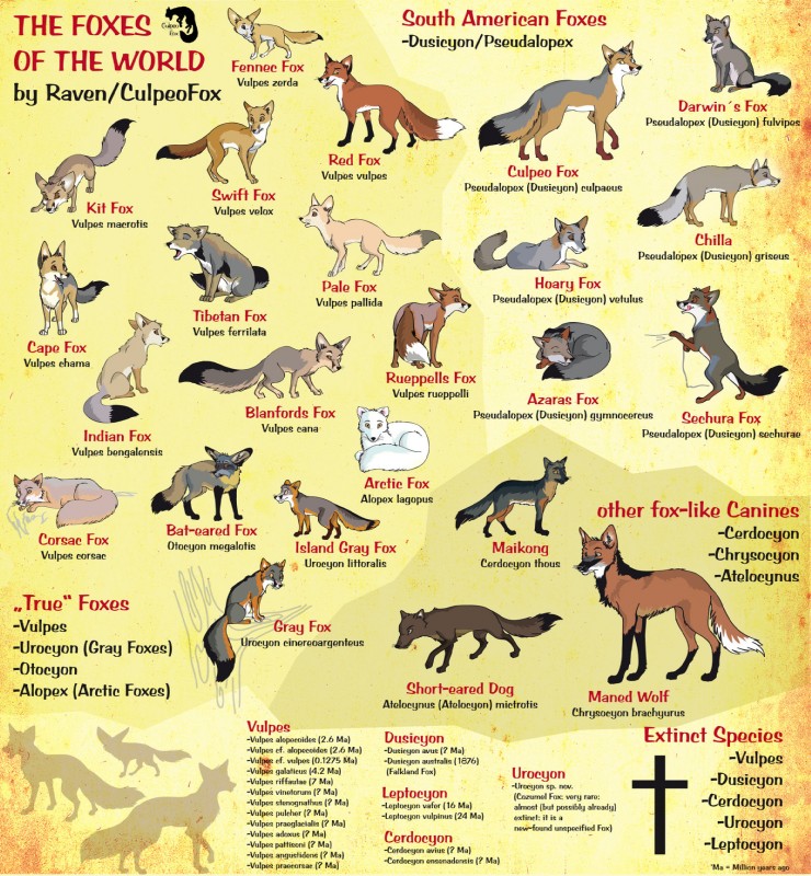 ambiguous_gender binomial_nomenclature cross educational feral group nude quadruped silhouette tagging_guidelines_illustrated tail text the_more_you_know whiskers culpeofox arctic_fox bat-eared_fox bengal_fox blanford's_fox canid canine cape_fox corsac_fox crab-eating_fox culpeo_fox darwin's_fox fennec_fox fox grey_fox hoary_fox island_fox kit_fox mammal maned_wolf pale_fox pampas_fox red_fox ruppell's_fox sechuran_fox short-eared_dog south_american_fox south_american_grey_fox swift_fox tibetan_sand_fox true_fox urocyon digital_media_(artwork) english_text hi_res latin_text