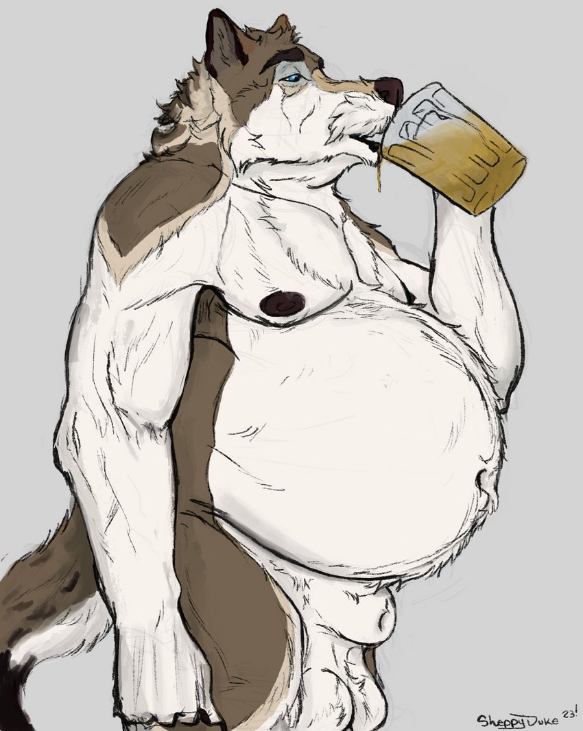 alcohol animal_genitalia anthro balls beer beer_belly belly belly_tuft beverage big_belly bloated chest_tuft drinking fur genitals grey_body grey_fur male mature_male musclegut muscular nude sheath solo tuft white_body white_fur sheppyduke canid canine canis mammal wolf absurd_res hi_res