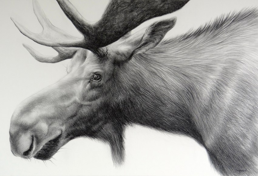 ambiguous_gender antlers beady_eyes feral grey_body horn looking_at_viewer solo justin_hayward deer mammal moose new_world_deer absurd_res bust_portrait charcoal_(artwork) hi_res monochrome portrait traditional_media_(artwork)