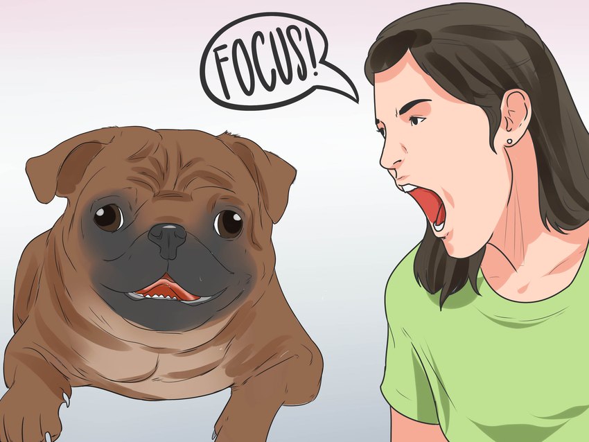 ambiguous_gender derp_eyes female feral humor open_mouth solo yelling unknown_artist wikihow canid canine canis domestic_dog human mammal molosser pug small_molosser toy_dog 4:3 absurd_res hi_res