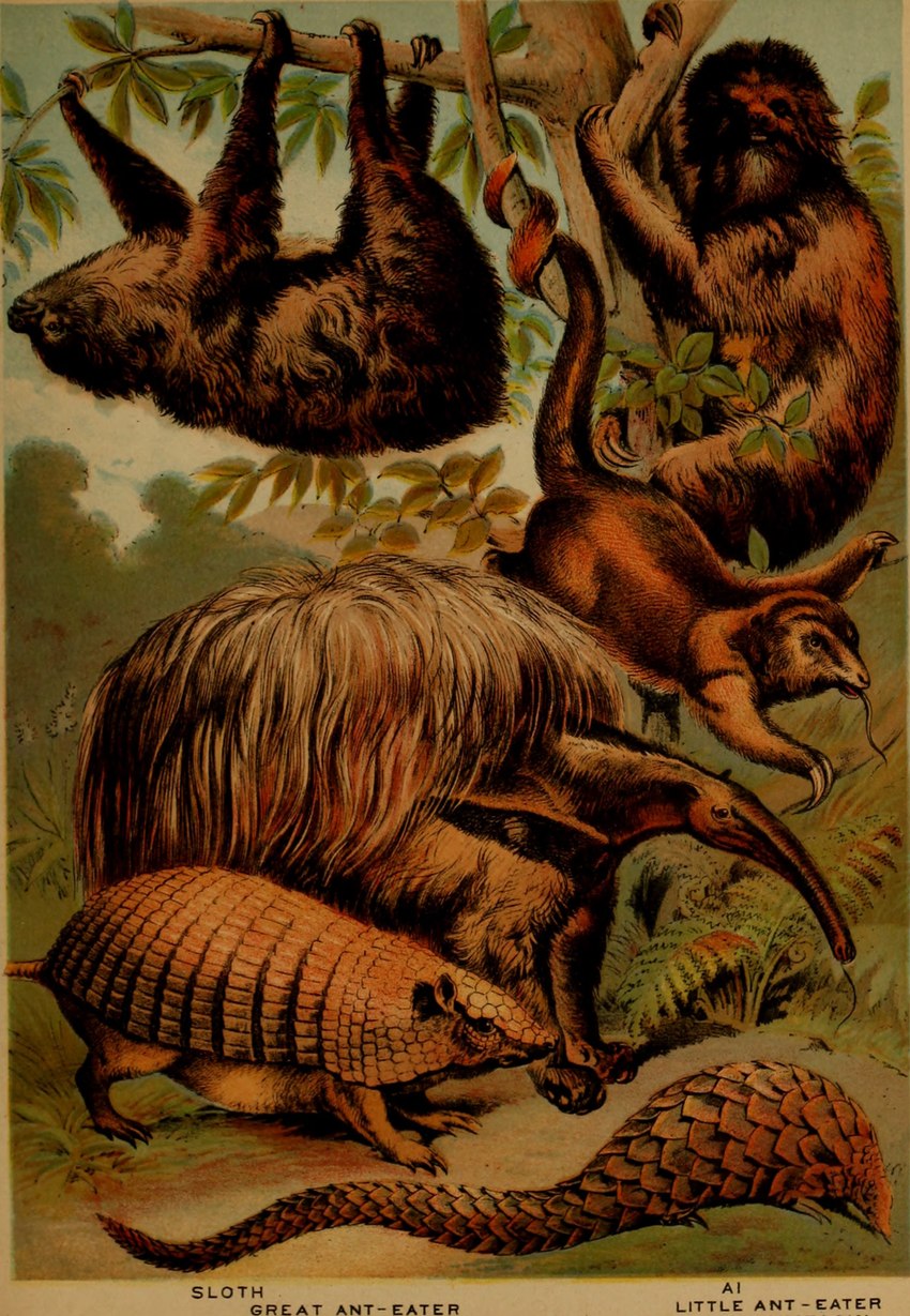 ambiguous_gender claws feral fur group plant prehensile_tail quadruped tail tongue tongue_out tree hugh_craig public_domain anteater armadillo mammal pangolin pilosan sloth xenarthran 1897 19th_century absurd_res ancient_art hi_res traditional_media_(artwork)