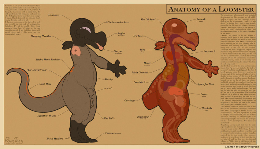 4_fingers 4_toes anatomical_diagram anatomy animal_genitalia anthro balls diagram feet fingers genitals humor male penis profanity sheath solo text toes scruffythedeer nintendo pokemon loomster gecko generation_7_pokemon lizard pokemon_(species) reptile salandit scalie absurd_res english_text hi_res lol_comments model_sheet