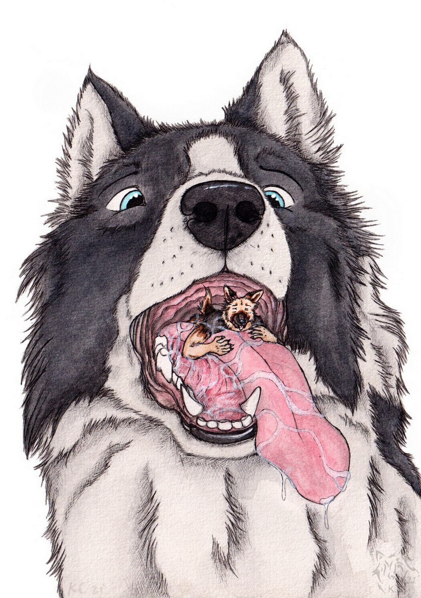 ambiguous_gender ambiguous_pred anthro anthro_prey black_body black_fur black_nose blue_eyes duo eyes_closed feral feral_pred front_view fur in_mouth male male_prey open_mouth oral_vore pink_tongue simple_background tan_body tan_fur tongue tongue_out vore white_background white_body white_fur kola_(artist) border_collie canid canine canis collie domestic_dog german_shepherd herding_dog mammal pastoral_dog sheepdog hi_res traditional_media_(artwork)