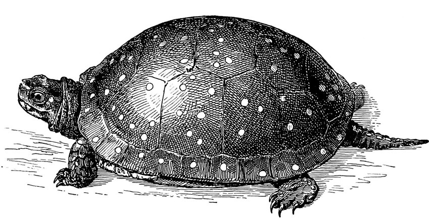 5_toes ambiguous_gender black_line_art claws feet feral markings pupils scales scratchboard shadow shell side_view simple_background solo spots spotted_body spotted_shell standing tail toe_claws toes white_background edward_knobel public_domain reptile scalie spotted_turtle turtle 1896 19th_century ancient_art black_and_white full-length_portrait line_art monochrome portrait traditional_media_(artwork)