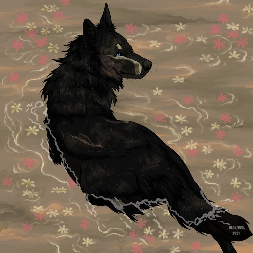 ambiguous_gender black_body black_fur black_nose blue_eyes cheek_tuft facial_tuft feral fur mouth_closed neck_tuft partially_submerged solo text tuft water whiskers msdeadsoul hiona canid canine mammal 1:1 2021 artist_name dated english_text hi_res female_(lore)