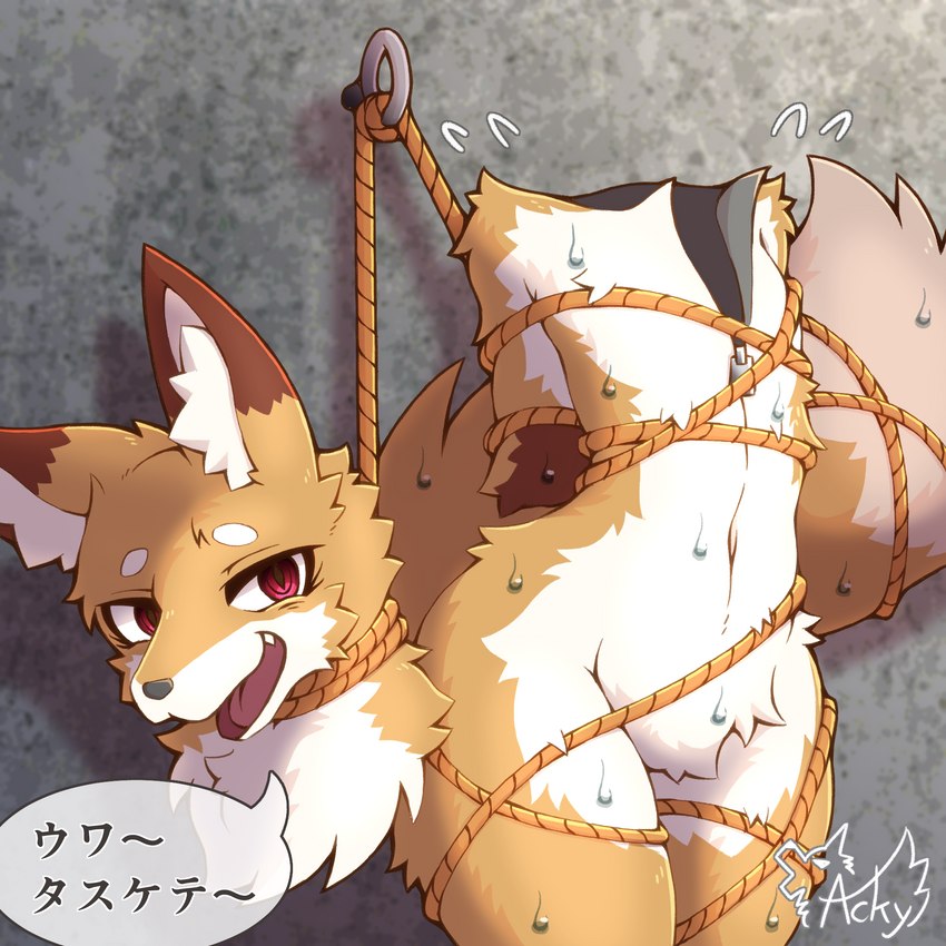 anthro bdsm bodily_fluids bondage bound brown_body brown_fur clothing costume detachable detachable_head featureless_crotch femboy fur fursuit headless hollow_body kemono male open_mouth red_eyes restraints rope rope_bondage simple_background solo sweat sweatdrop tail text tongue unusual_anatomy zipper acky05 animate_inanimate canid canine fox living_clothing living_costume living_fursuit mammal 1:1 2023 hi_res japanese_text