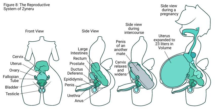 abdominal_bulge alien_anatomy anal anal_penetration anal_womb anatomy balls big_butt bladder butt cervix diagram erection esophagus front_view gallbladder genitals green_flesh guts head_tuft internal intersex intestines liver lore male organs ovaries pear-shaped_figure penetration pregnant pregnant_male prostate reproductive_anatomy ridiculous_fit solo stomach stomach_(organ) text translucent translucent_body tuft unusual_anatomy urethra uterus wide_hips zyneru zyneru_(character) alien alien_humanoid humanoid biological_illustration english_text hi_res medical_illustration technical_illustration