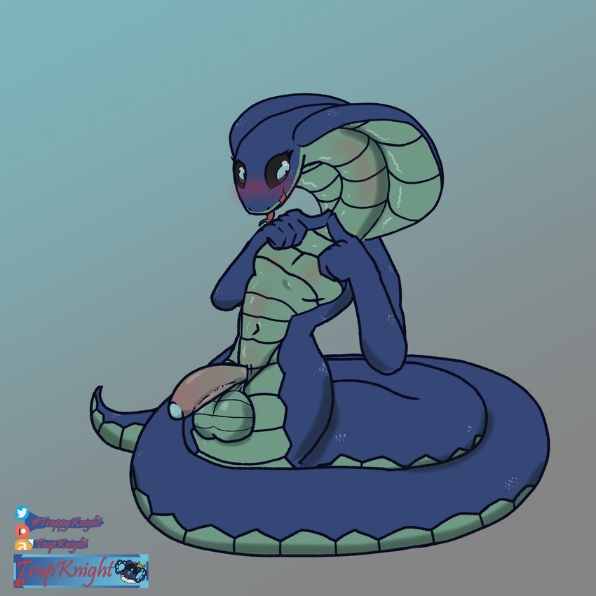 anthro apode balls blush genitals legless male penis serpentine shy solo tongue trapknight draconcopode naga reptile scalie snake 1:1 hi_res tagme