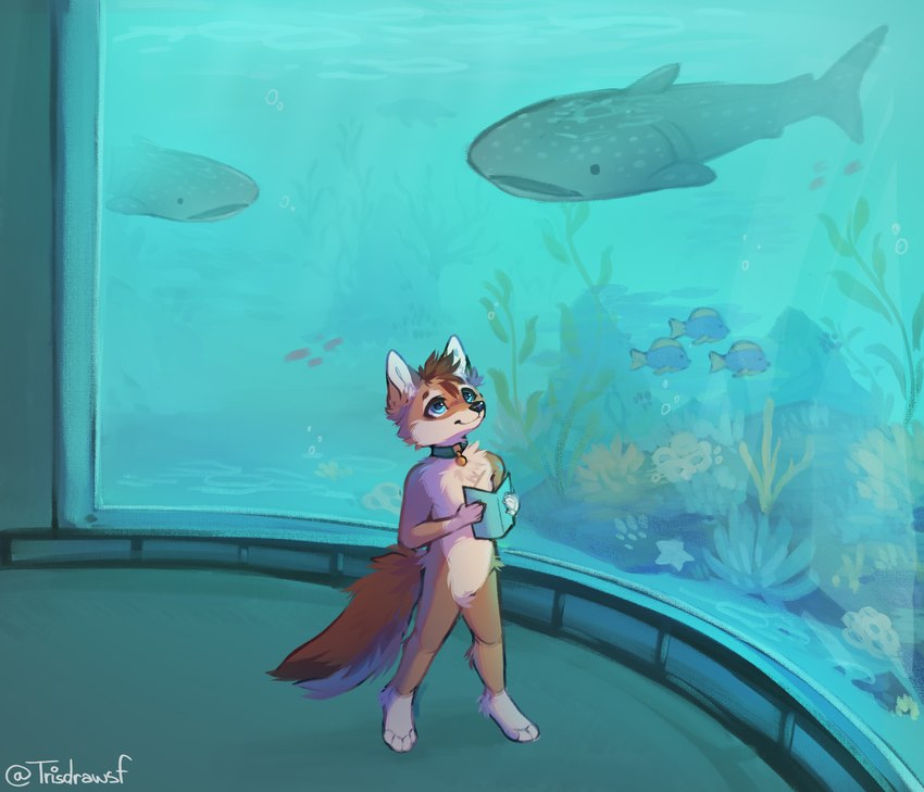 anthro aquarium brown_body brown_fur collar fur green_collar holding_pamphlet looking_up male seaweed solo vivarium whales young young_anthro tris_drawsf cain_the_dingo anthozoan canid canine canis cnidarian coral dingo fish mammal marine absurd_res hi_res shaded soft_shading