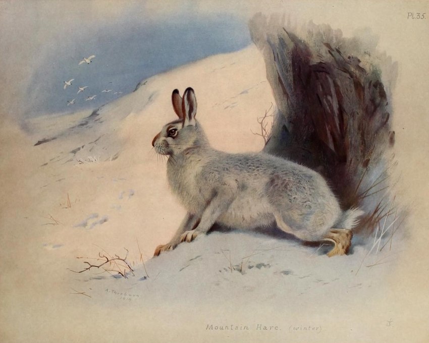 ambiguous_gender detailed_background feral fur grey_body grey_fur group no_sclera nude outside quadruped side_view snow solo_focus text winter winter_coat winter_pelt archibald_thorburn public_domain ambient_bird ambient_flier avian bird hare lagomorph leporid mammal mountain_hare 1919 20th_century 5:4 ancient_art biological_illustration english_text signature technical_illustration traditional_media_(artwork) zoological_illustration