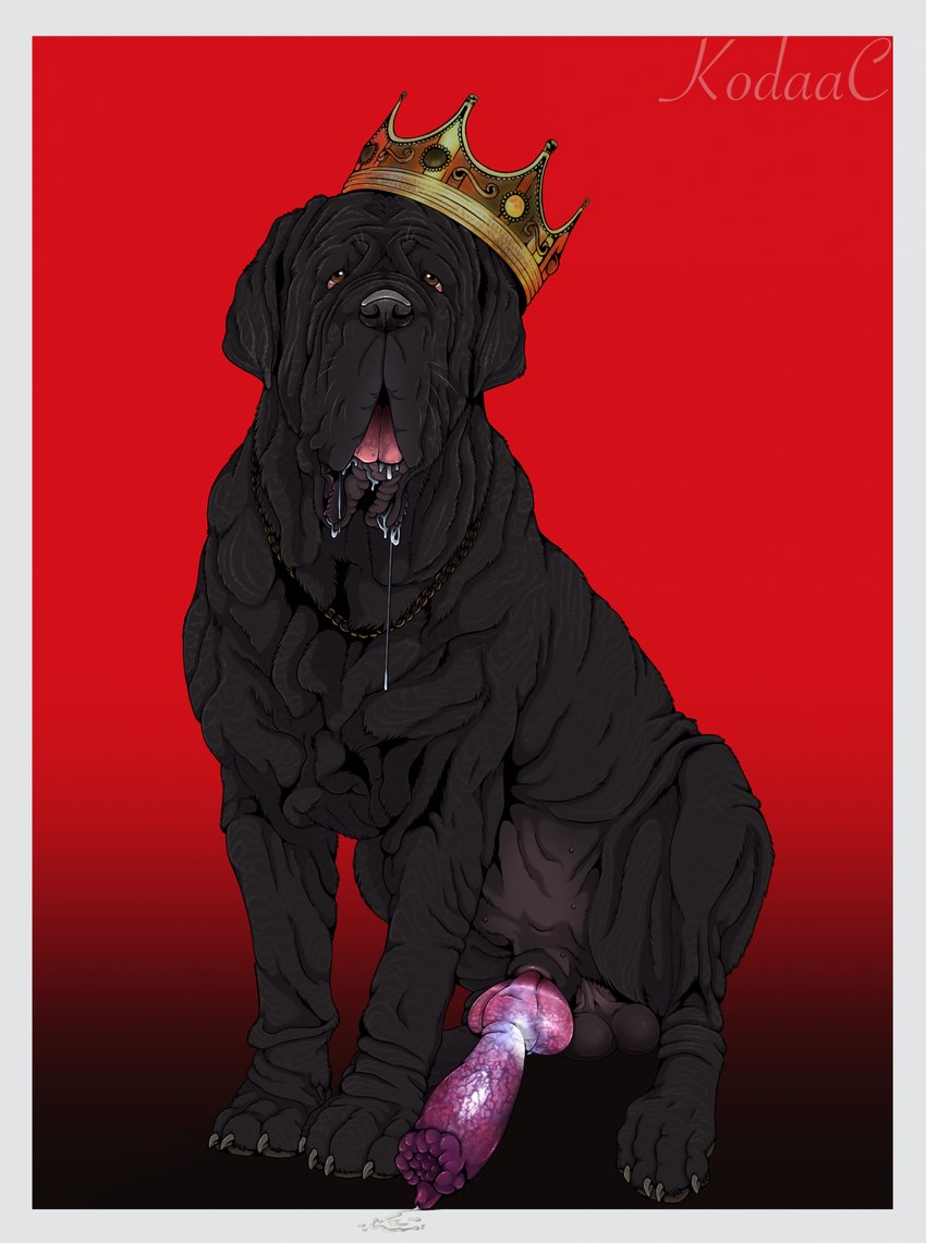 anatomically_correct anatomically_correct_genitalia anatomically_correct_penis animal_genitalia animal_penis balls black_body black_fur bodily_fluids border canine_genitalia canine_penis chain clothed clothed_feral clothing crown drooling erection feral fur genitals headgear knot looking_at_viewer male open_mouth penis quadruped saliva sheath sitting solo tongue vein veiny_penis whiskers white_border kodaac rex_(kingmastiff30) canid canine canis domestic_dog mammal mastiff molosser neapolitan_mastiff 2023 digital_media_(artwork) hi_res