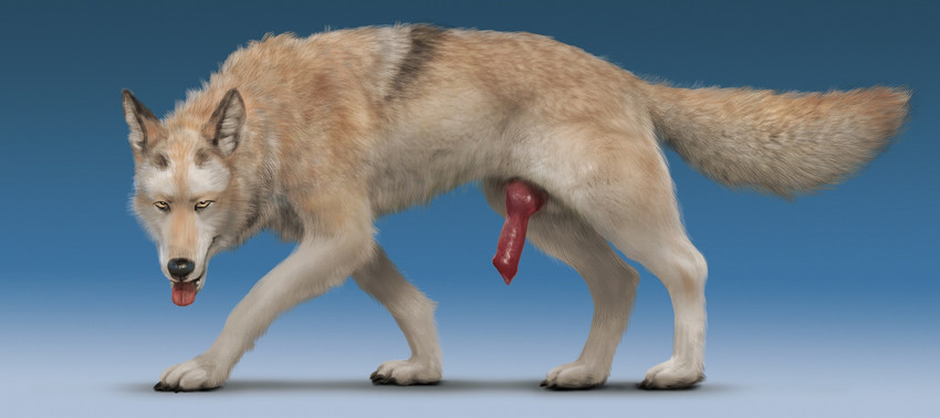 animal_genitalia animal_penis black_nose blue_background canine_genitalia canine_penis claws detailed_fur erection feral fluffy fluffy_tail fur genitals gradient_background knot looking_at_viewer male paws penis quadruped red_penis shadow simple_background solo tail tan_body tan_fur teeth tongue tongue_out walking yellow_eyes virtyalfobo marleau canid canine canis mammal wolf detailed hi_res