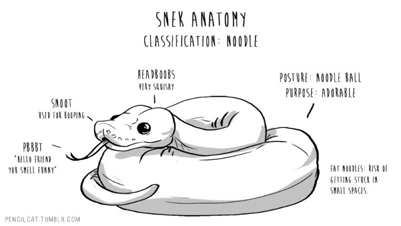 anatomy of created by pencilcat