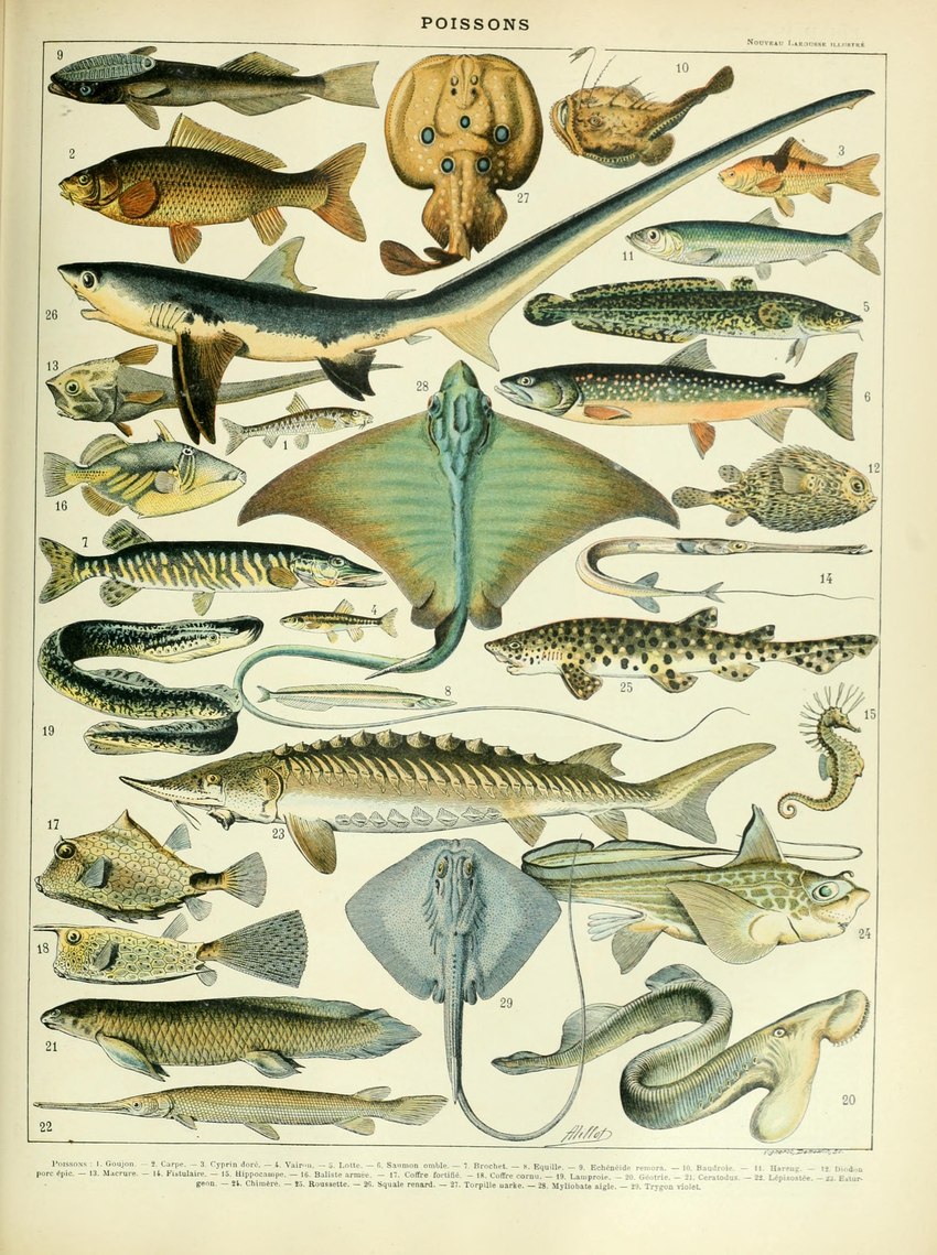 ambiguous_gender countershade_torso countershading feral fin gills scales tail tail_fin text adolphe_millot public_domain acipenseriformes anglerfish boxfish burbot carp catshark char_(fish) chimera_(fish) clupeid clupeiform cornetfish cyclostomata cyprinid cypriniform eagle_ray esociform fish gadiform gar_(fish) grenadier_(fish) gudgeon herring jawless_fish lagoon_triggerfish lamprey lobe-finned_fish lungfish mackerel_shark marine minnow pike_(fish) porcupinefish pouched_lamprey ray_(fish) remora salmonid_(fish) sand_lance seahorse shark stingray sturgeon syngnathid syngnathiform tetraodontiform thresher_shark torpedo_ray triggerfish absurd_res ancient_art biological_illustration hi_res technical_illustration traditional_media_(artwork) zoological_illustration