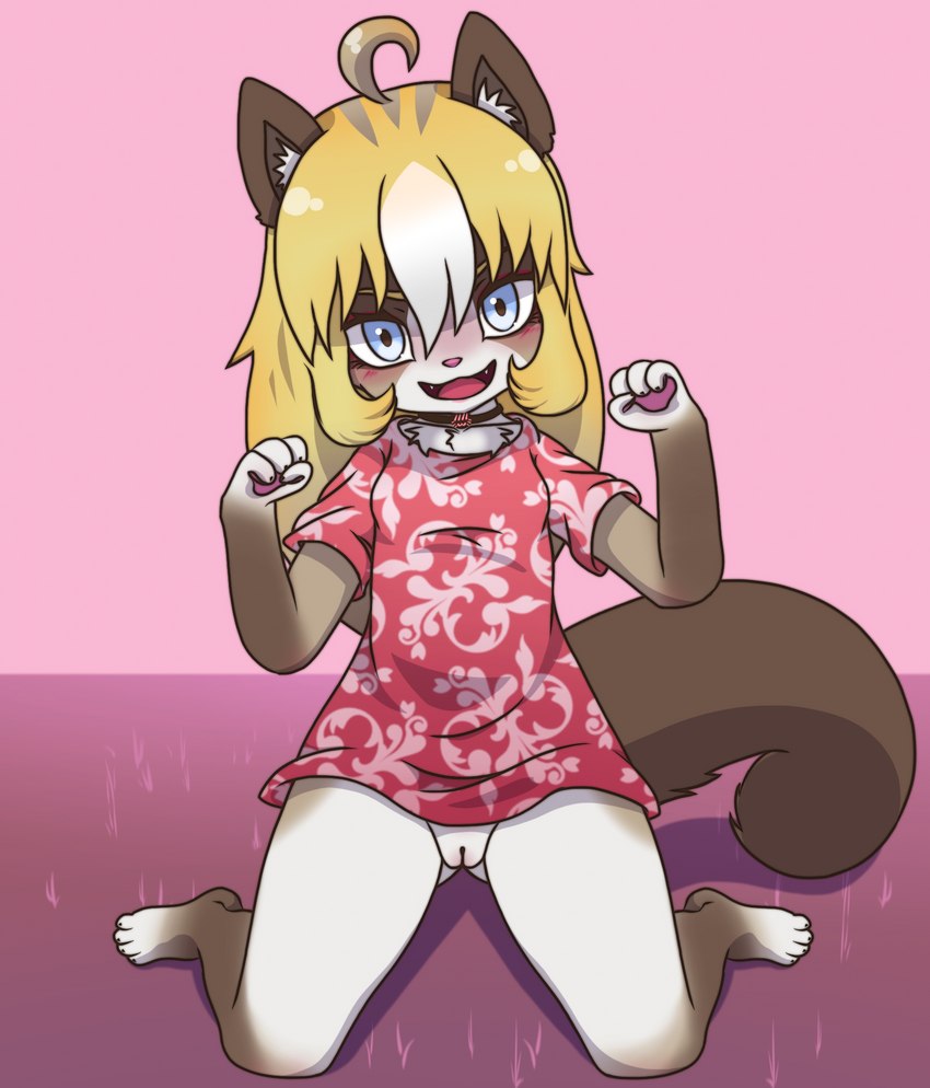 anthro blonde_hair blue_eyes blush bottomless brown_body brown_fur clothed clothing dress female fur genitals hair kneeling looking_at_viewer open_mouth pussy simple_background solo spread_legs spreading white_body white_fur young young_anthro young_female askknight domestic_cat felid feline felis mammal ragdoll_cat amy_(disambiguation) hi_res