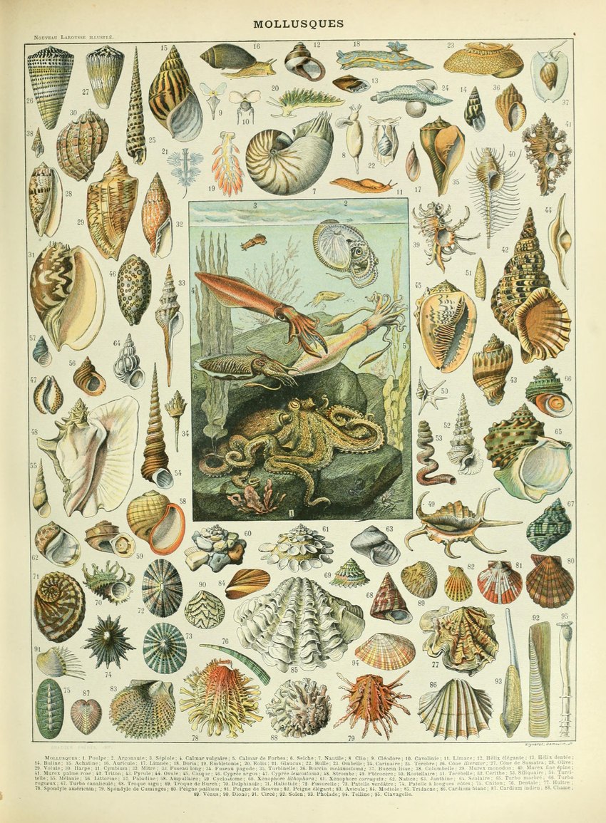 algae ambiguous_gender feral horizontal_pupils pupils seashell shell tentacles text underwater water adolphe_millot public_domain cephalopod coleoid cuttlefish decapodiform gastropod marine mollusk nautilus octopodiform octopus slug snail absurd_res ancient_art biological_illustration hi_res technical_illustration traditional_media_(artwork) zoological_illustration