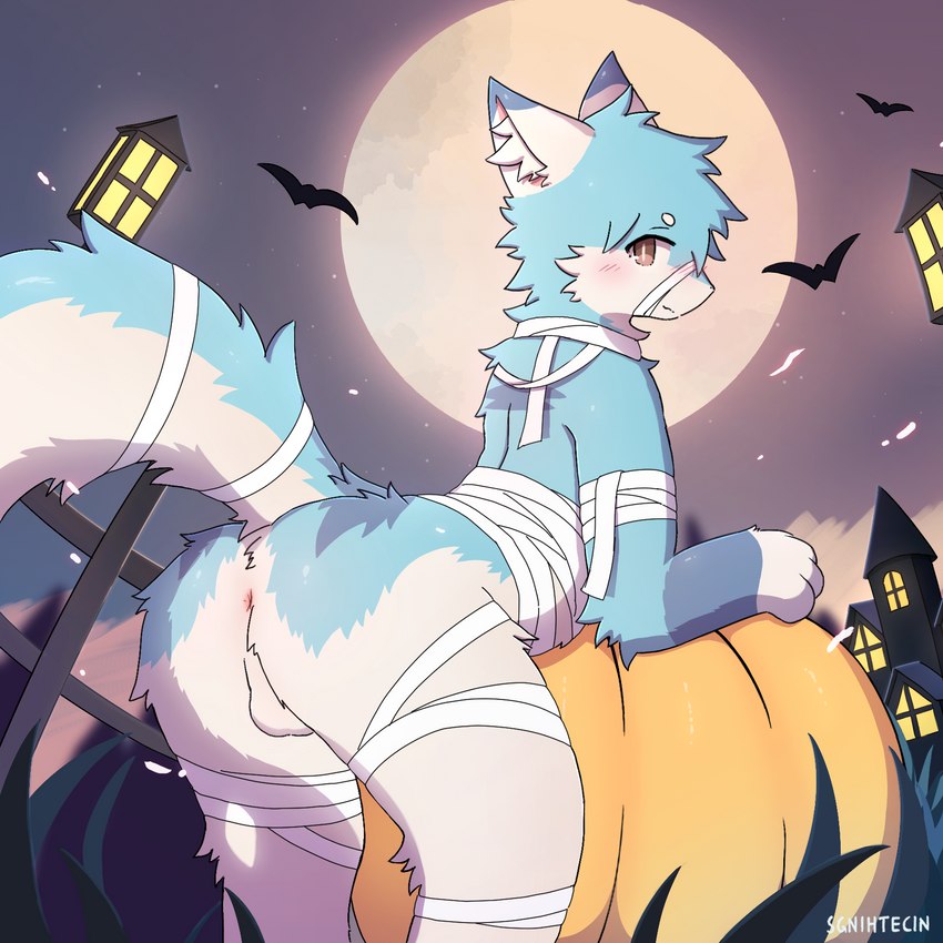 anthro anus backsack balls blue_body blush brown_eyes butt butt_focus clothing costume detailed_background femboy food fruit genitals halloween_costume holidays kemono leaning leaning_forward leaning_on_furniture light looking_at_viewer looking_back looking_back_at_viewer low-angle_view male moon moonlight muzzle_(object) muzzled night perineum plant presenting presenting_anus presenting_hindquarters pumpkin rear_view seductive solo tail sgnihtecin halloween mammal 1:1 2023 hi_res signature