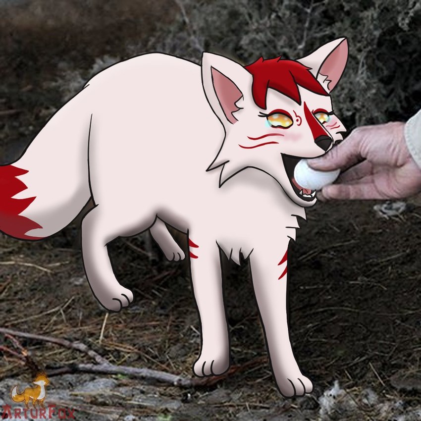 3_toes bodily_fluids egg feet female feral hair photo_background red_hair solo tears toes white_body yellow_eyes arturfox chara_senko_yukimoto canid canine fox mammal 1:1 meme photography_(artwork)