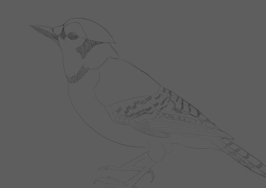 ambiguous_gender feral grey_background simple_background solo obelisk398 avian bird blue_jay corvid jay_(bird) new_world_jay oscine passerine absurd_res hi_res monochrome sketch tagme