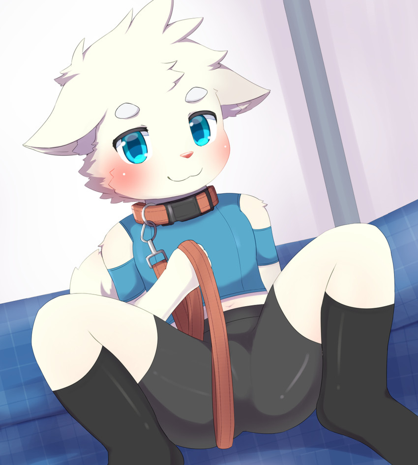 anthro biped black_bottomwear black_clothing black_footwear black_shorts black_socks blue_clothing blue_eyes blue_shirt blue_topwear blush bottomwear bulge cheek_tuft circle_eyebrows closed_smile clothed clothed_anthro clothed_male clothing collar ears_down eyebrows facial_tuft footwear fur glistening glistening_eyes holding_leash holding_object holding_own_leash inner_ear_fluff leash looking_at_viewer male male_anthro mouth_closed navel orange_collar orange_leash pink_nose pivoted_ears shirt shorts sitting smile smiling_at_viewer socks solo spread_legs spreading tail topwear tuft white_body white_eyebrows white_fur white_inner_ear_fluff white_tail young young_anthro young_male akira_ryutani canid canine canis domestic_dog mammal 2024 digital_media_(artwork)