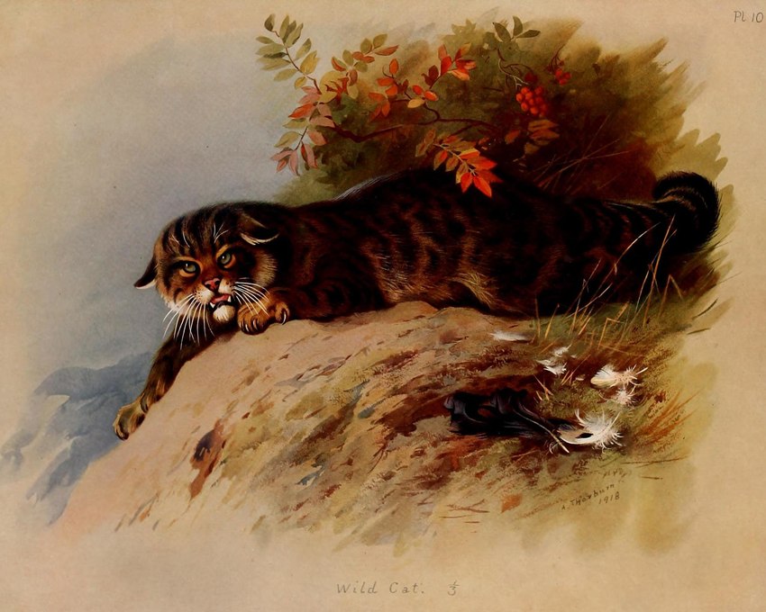 ambiguous_gender claws ears_down feral leaf looking_at_viewer loose_feather no_sclera nude open_mouth outside pivoted_ears solo text toe_claws whiskers archibald_thorburn public_domain european_wildcat felid feline felis mammal wildcat 1918 20th_century 5:4 ancient_art biological_illustration english_text hi_res signature technical_illustration traditional_media_(artwork) zoological_illustration