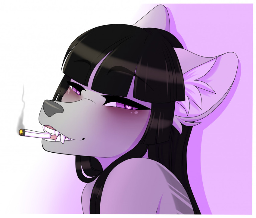 abstract_background anthro bared_fangs bared_teeth bedroom_eyes black_hair drugs femboy fur gradient_background grey_body grey_fur grey_nose hair heart_eyes heart_symbol hime_cut inner_ear_fluff male marijuana narrowed_eyes purple_eyes seductive showing_teeth simple_background smile smoking solo tuft novaberry matija canid canine canis mammal wolf headshot_portrait portrait