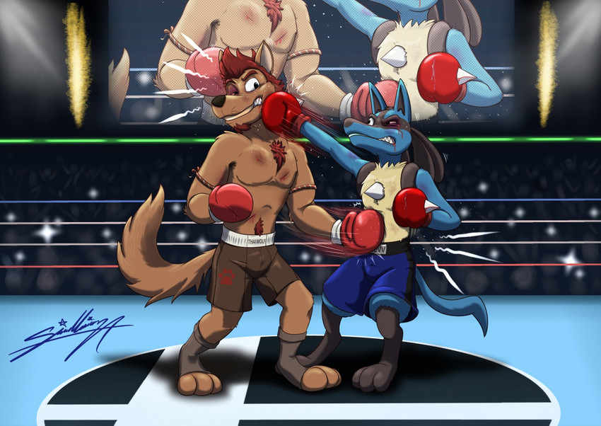 anthro blood bodily_fluids bottomwear boxing boxing_gloves clothing duo fighting_ring handwear male punch shorts sport sagadreams nintendo pokemon thaiwolf canid canine canis generation_4_pokemon lucario mammal pokemon_(species) wolf