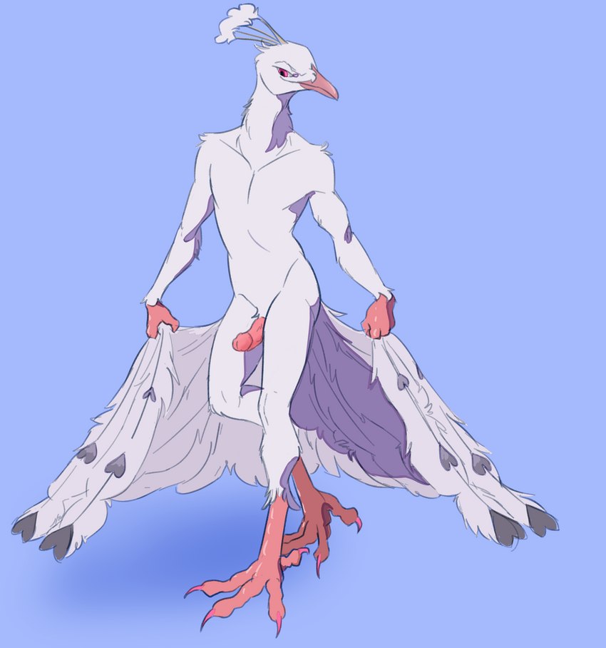 anthro beak biped claws colored_nails curtsey erection feathered_tail feathers feet genitals heart_symbol humanoid_genitalia humanoid_penis male nails no_navel nude penis pink_body pink_claws pink_eyes pink_penis pink_scales pose presenting presenting_penis scales simple_background slim slim_male solo standing tail talons toe_claws toes white_body white_feathers asurii songbird_(tiso) avian bird galliform peafowl phasianid absurd_res hi_res