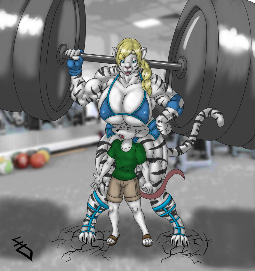 anthro barbell boob_hat breasts duo female larger_female male male/female muscular muscular_anthro muscular_female predator/prey size_difference smaller_male adagadeprata felid mammal mouse murid murine pantherine rodent tiger hi_res