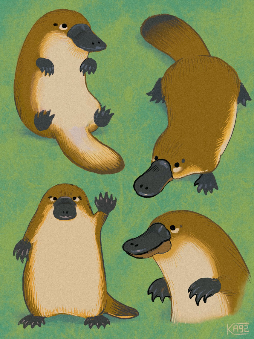 ambiguous_gender beak black_eyes brown_body brown_fur feral fur green_background lying multiple_poses on_back pose quadruped simple_background solo standing ka92 mammal monotreme platypus 2020 hi_res