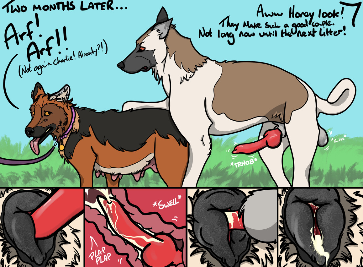after_transformation anatomically_correct anatomically_correct_genitalia animal_genitalia animal_penis balls bestiality bodily_fluids canine_genitalia canine_penis collar cum cum_inside dialogue duo erection female feral feral_on_feral feral_penetrated feral_penetrating feral_penetrating_feral from_behind_position genital_fluids genitals intraspecies knot knot_root knotted_penis knotting leash loss_of_speech male male/female misplaced_urethra penetration penile penile_penetration penis permanent permanent_transformation pregnant pregnant_sex sex sheath teats text tongue tongue_out transformation vaginal vaginal_knotting vaginal_penetration vulva renwick-fox_(artist) canid canine canis domestic_dog german_shepherd herding_dog mammal pastoral_dog absurd_res comic english_text hi_res