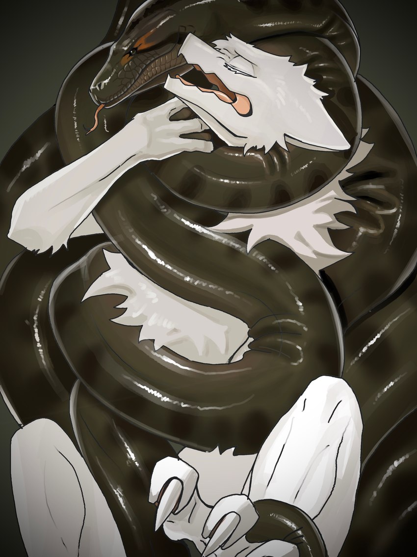 ambiguous/ambiguous ambiguous_gender anthro coiling duo feral forked_tongue imminent_crush imminent_death peril strangling struggling tail tongue softceiling ciel anaconda boa_(snake) boinae hybrid reptile scalie snake absurd_res digital_media_(artwork) hi_res female_(lore)