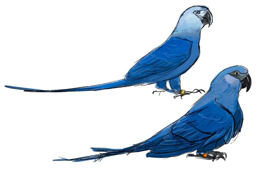 avian_feet beak blue_body blue_feathers claws duo feathers female feral legband male simple_background sitting tail tail_feathers white_background gaelcasart blue_sky_studios rio_(series) blu_(rio) jewel_(rio) avian bird macaw neotropical_parrot parrot spix's_macaw true_parrot hi_res