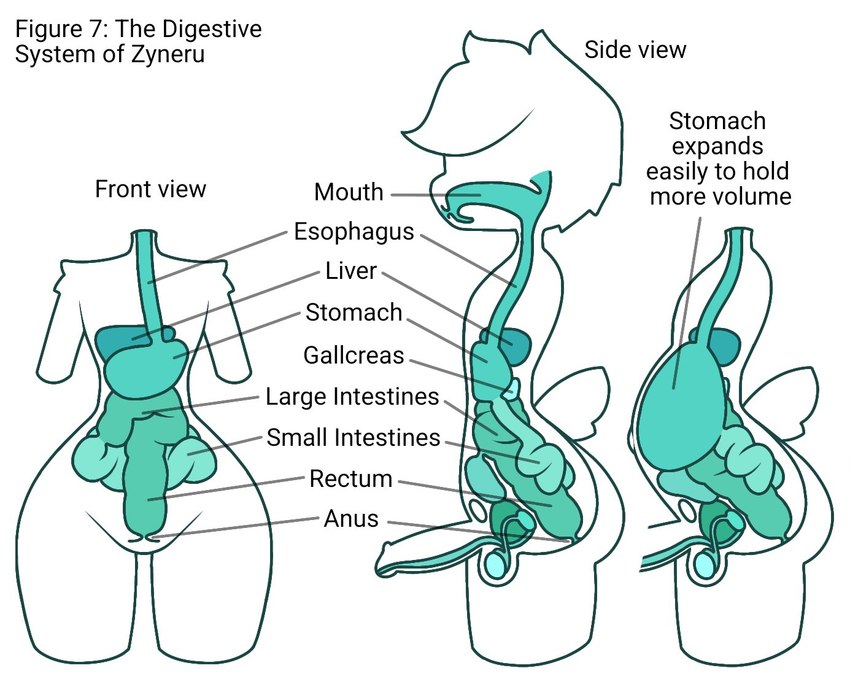 alien_anatomy balls bladder diagram esophagus front_view full_stomach gallbladder genitals green_flesh guts head_tuft humanoid_genitalia humanoid_penis internal intestines liver male organs pear-shaped_figure penis prostate solo stomach stomach_(organ) text tuft unusual_anatomy urethra wide_hips zyneru zyneru_(character) alien alien_humanoid humanoid english_text model_sheet maleherm_(lore)