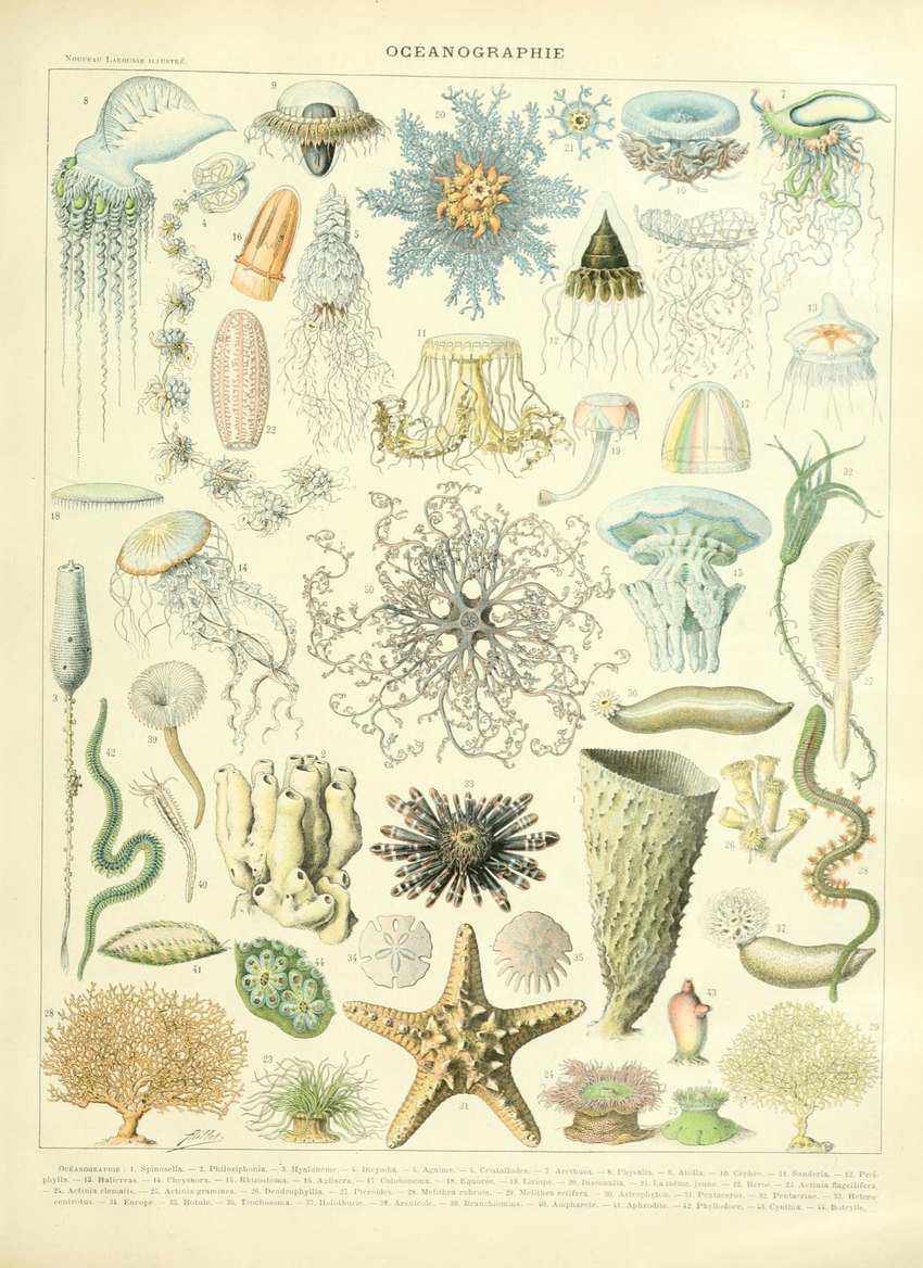 ambiguous_gender feral tentacles text adolphe_millot public_domain anthozoan asterozoan cnidarian crinoid echinoderm echinozoan jellyfish marine medusozoan sea_anemone sea_cucumber starfish absurd_res ancient_art biological_illustration hi_res technical_illustration traditional_media_(artwork) zoological_illustration