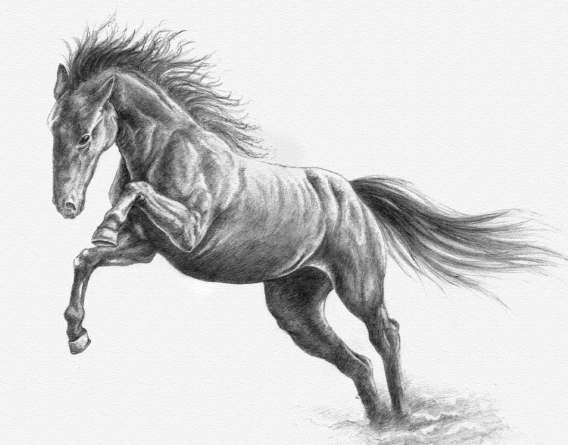 ambiguous_gender black_body black_fur black_hair feral fur hair simple_background solo white_background bra1neater equid equine horse mammal 2016 hi_res monochrome