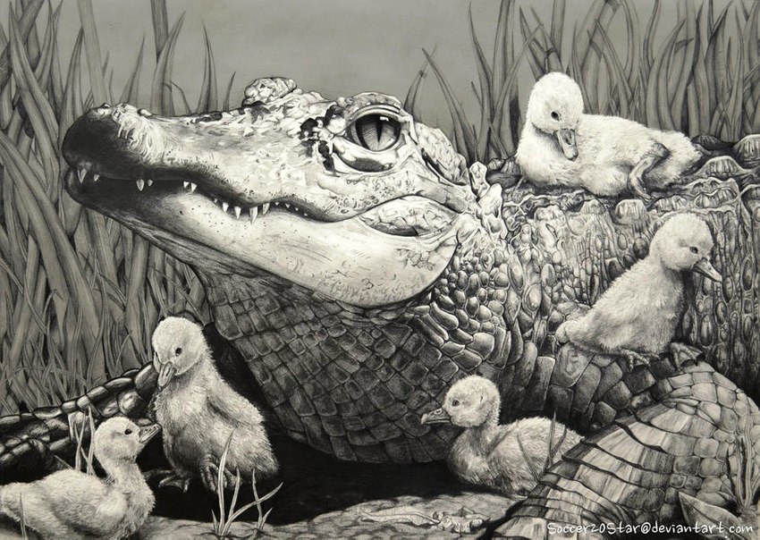 ambiguous_gender detailed_background feral grass group lying plant realistic sitting size_difference text courtneysconcepts alligator alligatorid anatid anseriform avian bird chick crocodilian duck reptile scalie 2015 graphite_(artwork) greyscale monochrome traditional_media_(artwork) url