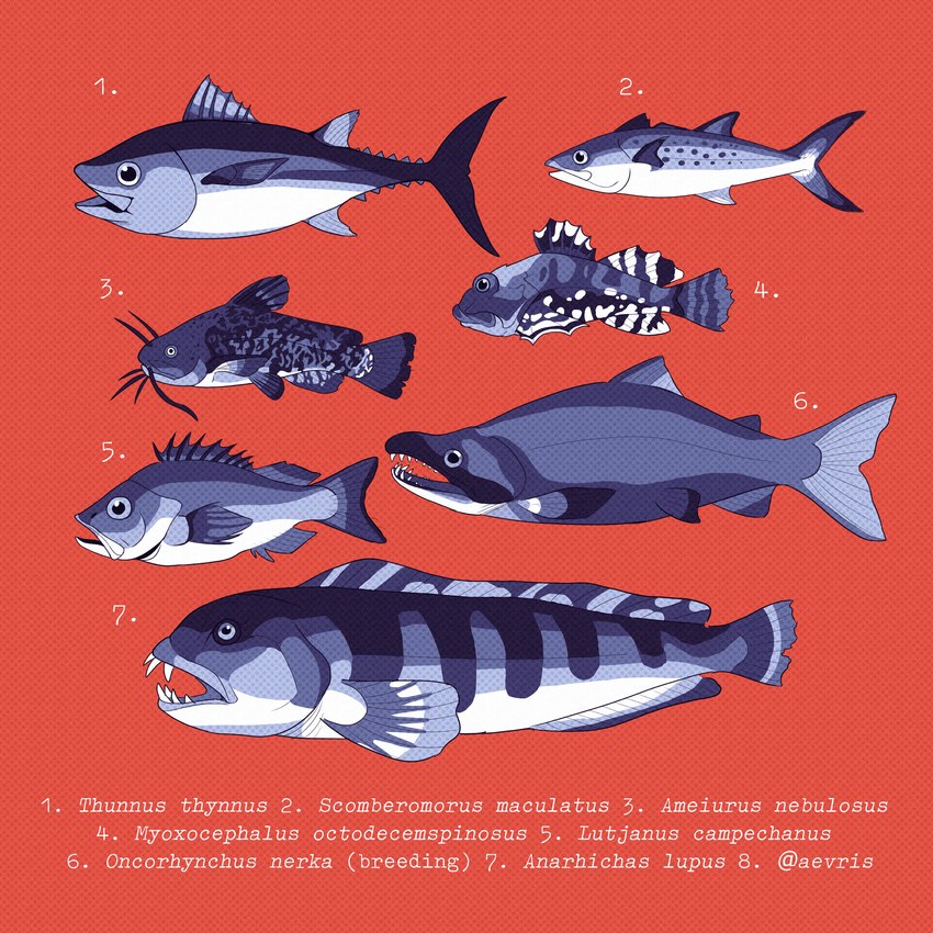 ambiguous_gender dorsal_fin feral fin open_mouth red_background scientific_name sharp_teeth simple_background tagging_guidelines_illustrated tail tail_fin teeth aevris catfish fish mackerel marine salmon salmonid_(fish) scombrid scombriform scorpaeniform sculpin snapper tuna wolffish 1:1 biological_illustration hi_res technical_illustration zoological_illustration