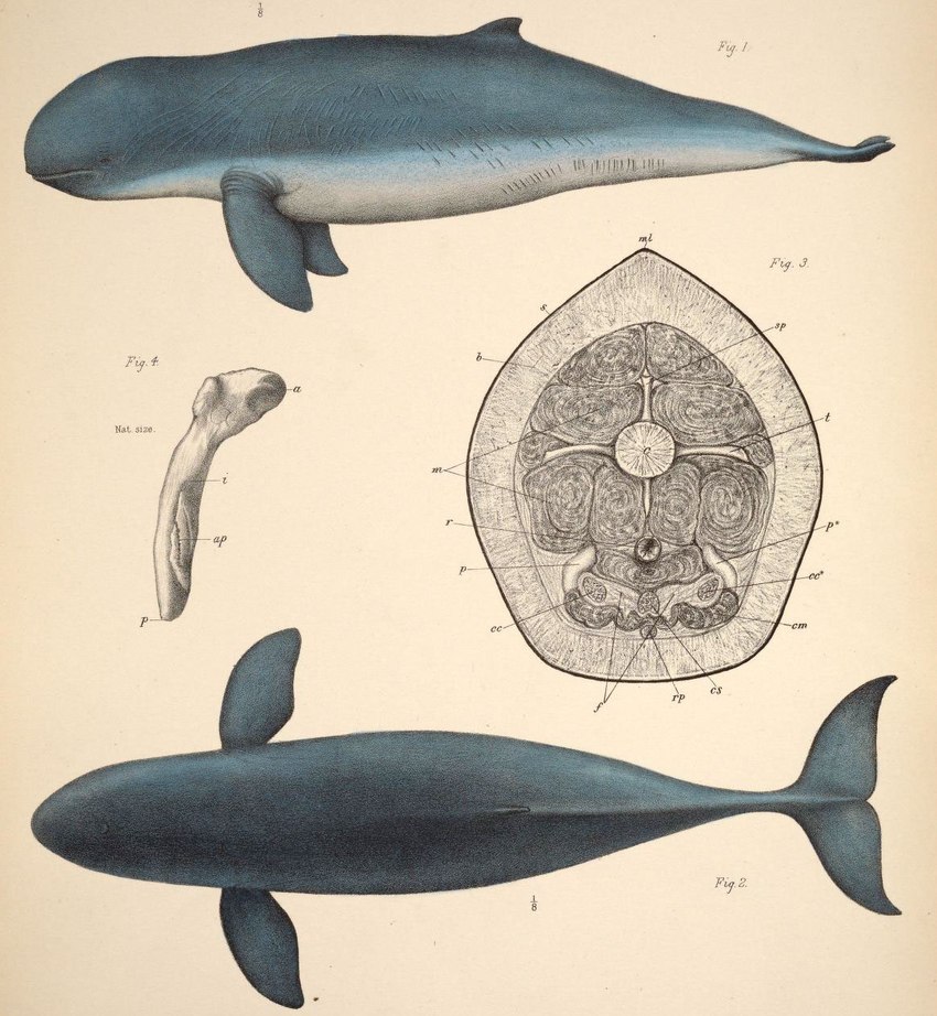 ambiguous_gender bone cross_section dorsal_fin feral fin legless simple_background tail tail_fin philibert_charles_berjeau public_domain cetacean dolphin irrawaddy_dolphin mammal marine oceanic_dolphin toothed_whale 1878 19th_century ancient_art biological_illustration hi_res technical_illustration traditional_media_(artwork)