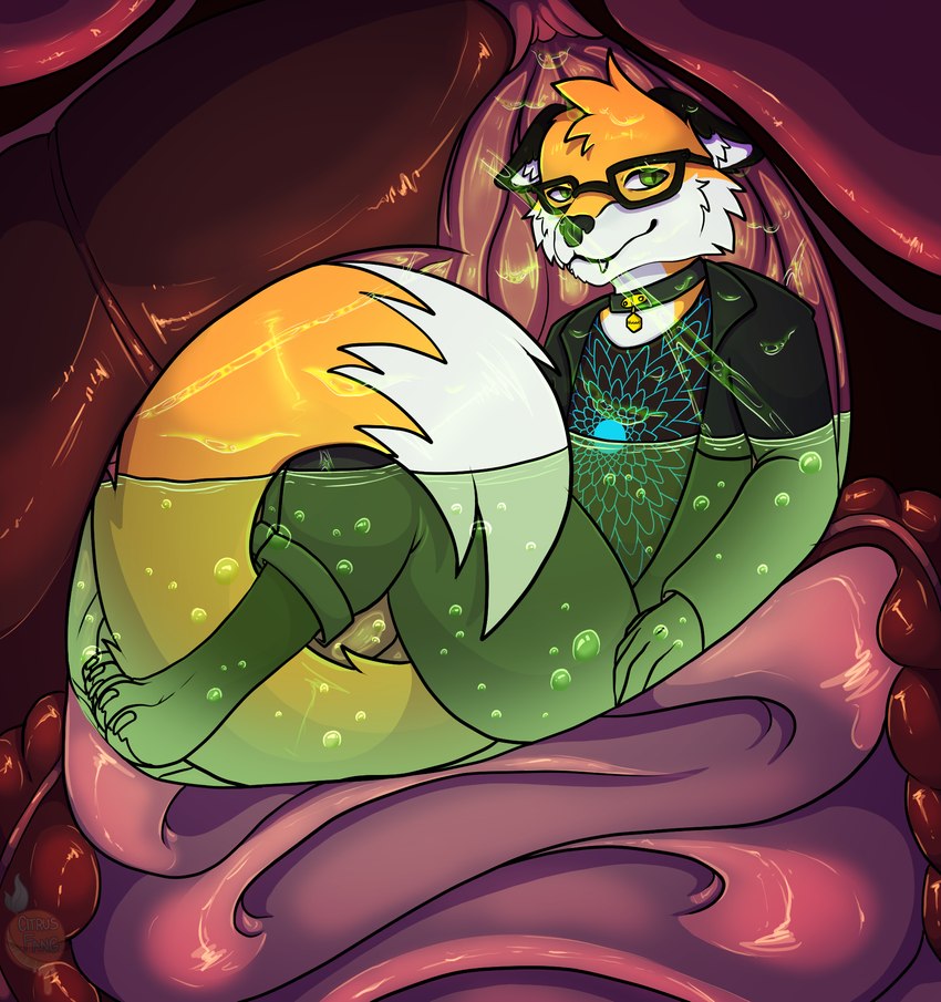 anthro clothed clothing collar endosoma eyewear glasses guts internal intestines large_intestines liver lung male micro organs safe_vore small_intestines soft_vore solo stomach tail vore citrusfang nuggetsoup canid canine fox mammal true_fox hi_res