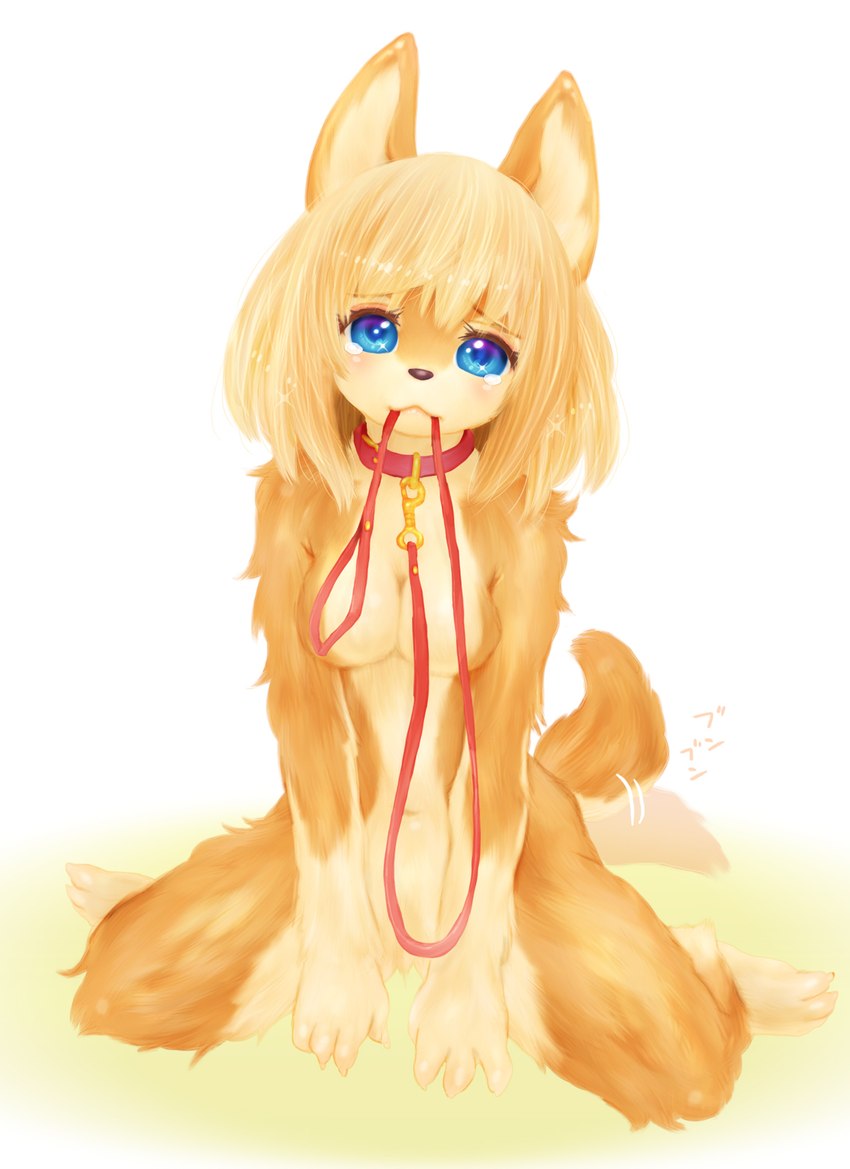 anthro blonde_hair blue_eyes blush breasts brown_body brown_fur collar featureless_breasts featureless_crotch female fur hair kneeling leash looking_at_viewer navel object_in_mouth simple_background solo tail tail_motion tailwag tan_body tan_fur text white_background tetetor-oort canid canine mammal 2018 hi_res japanese_text