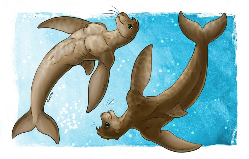 anthro bare_shoulders brown_body brown_fur brown_hair countershade_torso countershading dolphin_tail dorsal_fin fin flipper_hands fur glistening green_eyes hair male navel pecs reflection slightly_muscular split_form underwater water water_reflection whiskers caribou_(artist) ringstudios tuft_(ringstudios) cetacean dolphin hybrid mammal marine merfolk pinniped seal toothed_whale 2020 model_sheet signature