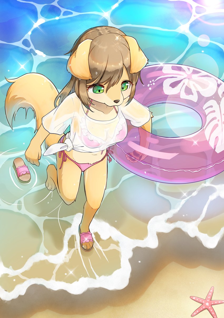 anthro beach bent_legs bikini biped brown_body brown_fur brown_hair clothing female footwear frilly frilly_clothing frilly_footwear frilly_slippers fur green_eyes hair high-angle_view holding_object holding_pool_toy holding_swim_ring inflatable inner_tube kemono navel one_calf_up pink_bikini pink_clothing pink_swimwear pool_toy raised_calf raised_foot sand seaside shirt shoes side-tie_bikini side-tie_clothing slippers solo sparkles sparkling_water string_bikini swim_ring swimwear tied_bikini tied_clothing tied_shirt tied_topwear topwear translucent translucent_clothing two-piece_swimsuit walking walking_in_water water wet wet_clothing wet_shirt wet_topwear konazarame asterozoan canid canine canis domestic_dog echinoderm mammal marine starfish absurd_res hi_res