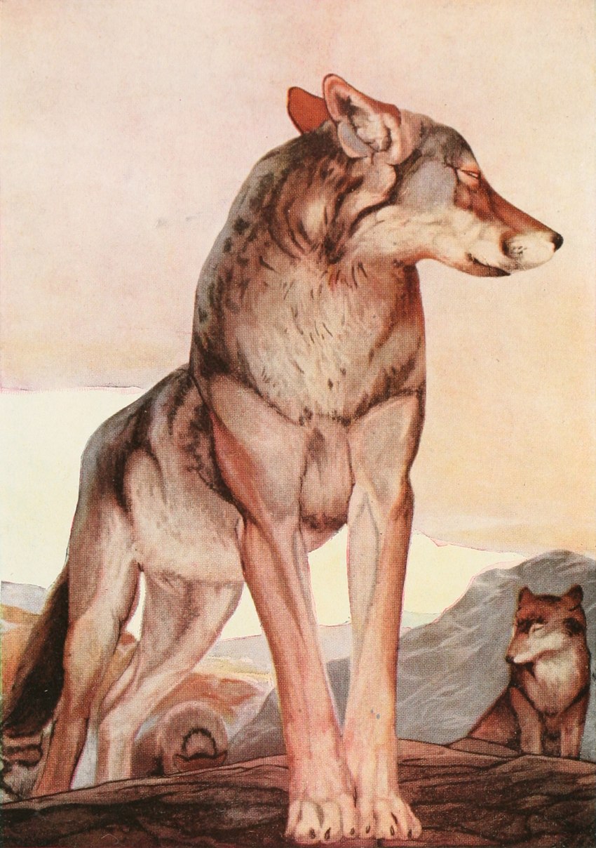 ambiguous_gender brown_body brown_fur digitigrade duo feral fur male nude outside quadruped standing john_lockwood_kipling public_domain the_jungle_book akela canid canine canis mammal wolf 1895 19th_century ancient_art hi_res traditional_media_(artwork)