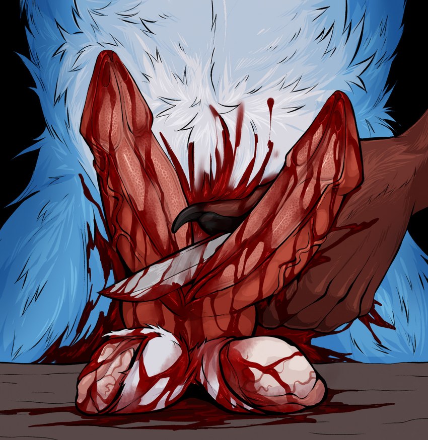 anthro aroused balls bisected blood blood_from_penis blue_body blue_fur bodily_fluids castration cock_and_ball_torture erection exposed_muscle exposed_testicle fur genital_bisection genital_mutilation genital_torture genitals gore gore_focus knife male mutilation pain penis skinning solo torture vein veiny_balls white_body white_fur kolkolukija canid canine canis mammal wolf hi_res