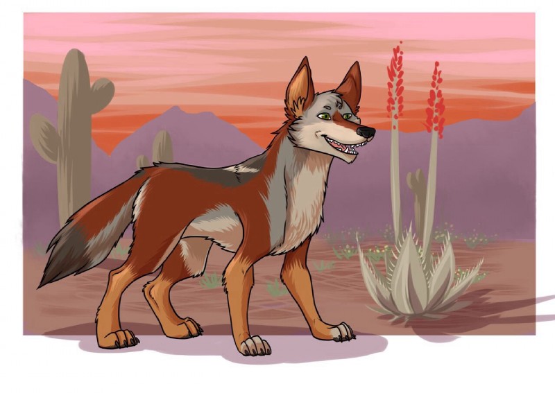 cactus desert feral plant scenery solo bubbeh ochropus canid canine canis coyote mammal