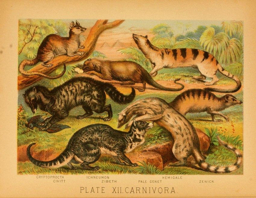 ambiguous_gender brown_body brown_fur countershade_fur countershade_tail countershade_torso countershading feral fur group plant quadruped striped_body striped_fur stripes tail text hugh_craig public_domain civet genet mammal viverrid 1897 19th_century ancient_art biological_illustration hi_res technical_illustration traditional_media_(artwork) zoological_illustration